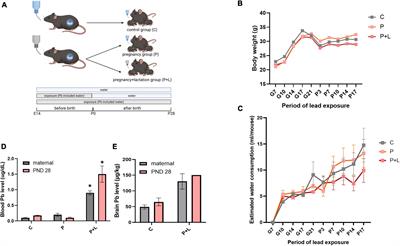 Maternal lead exposure induces sex-dependent cerebellar glial alterations and repetitive behaviors
